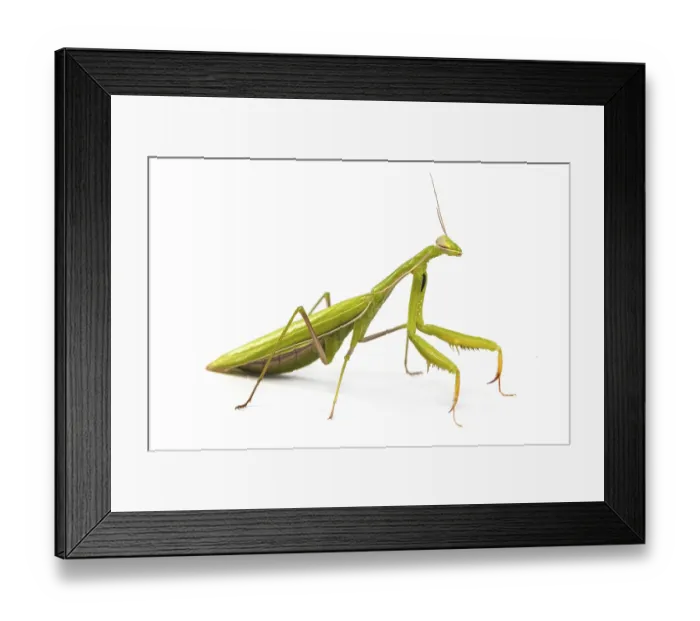 Framed Print : Green mantis isolated on a white background