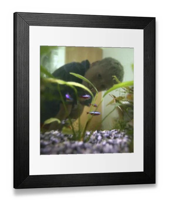 Framed Print : Boy has neon fish at home in his aquarium