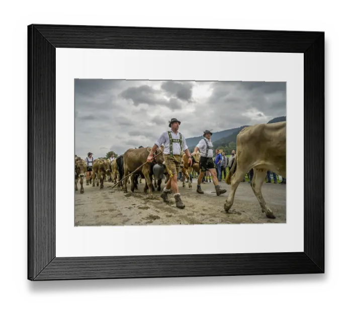Framed Print : 16. 09. 2022. Almabtrieb, cattle seperation in Thalkirchdorf