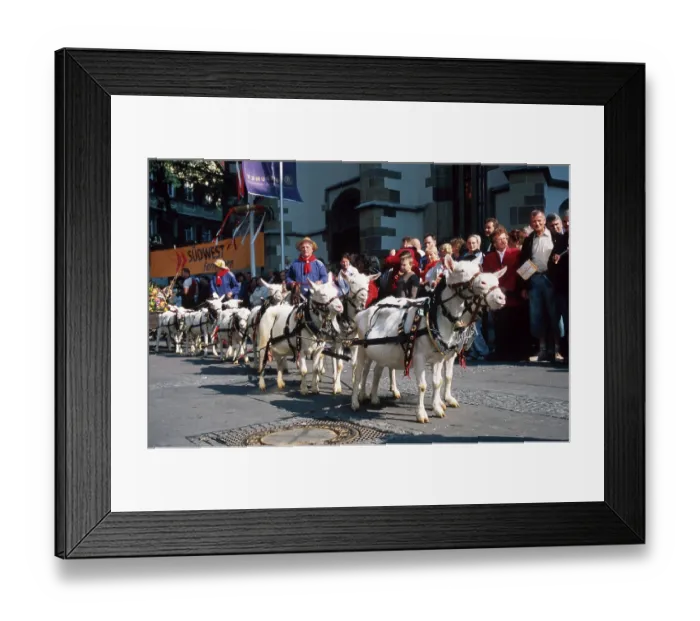 Framed Print : Goat team during parade at the Cannstatt Folk Festival Framed Print : Goat team during parade at the Cannstatt Folk Festival
