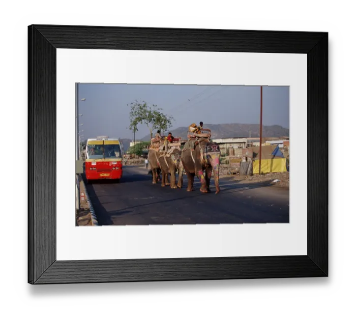 Framed Print : Men riding Asian Elephants on street Framed Print : Men riding Asian Elephants on street