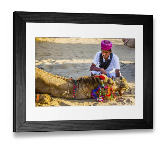 Framed Print : Horseback riding on dromedaries Framed Print : Horseback riding on dromedaries