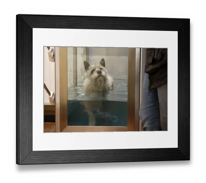 Framed Print : Cairn Terrier gets physiotherapy Framed Print : Cairn Terrier gets physiotherapy