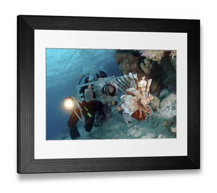 Framed Print : Diving cameraman and Red lionfish (Pterois volitans)