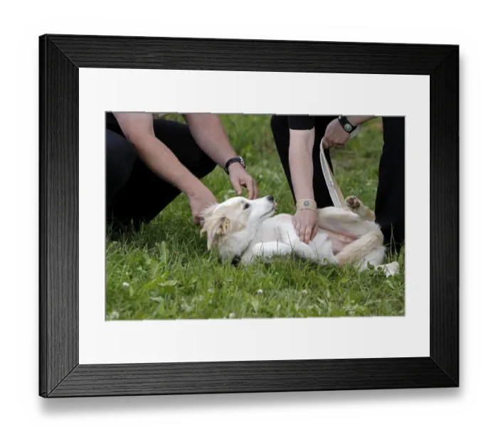 Framed Print : Cream-coloured Border Collie at a dog test