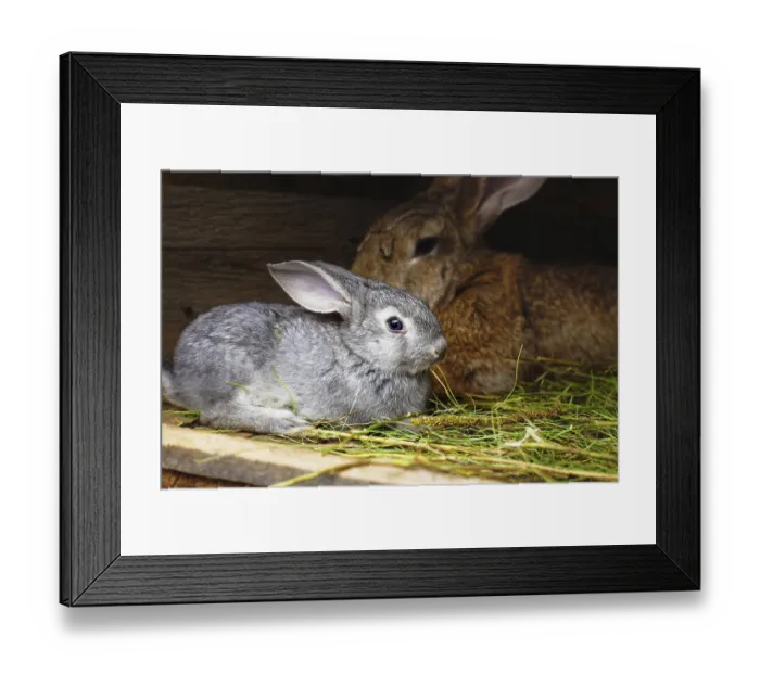 Framed Print : A small grey rabbit next to my mother