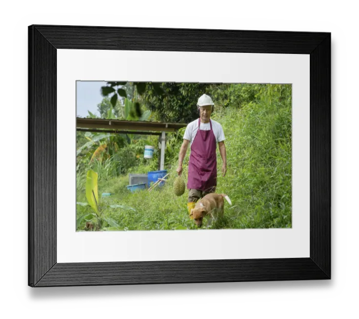 Framed Print : Farmer holding Musang king durian in orchard