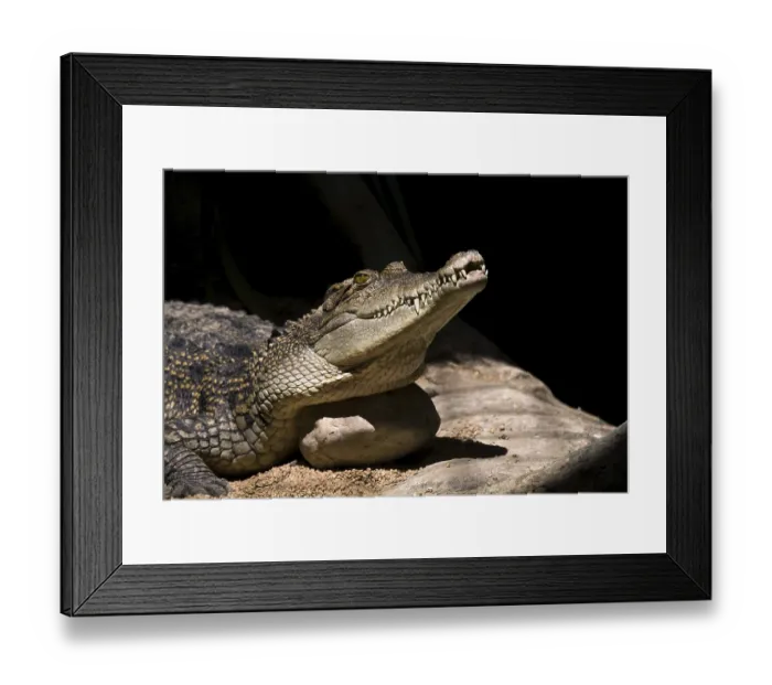 Framed Print : Closeup of a crocodile which head lies on a stone