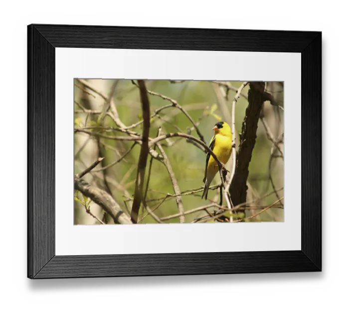 Framed Print : A male American Goldfinch perched on the branch of a birch tree in spring in Winnipeg