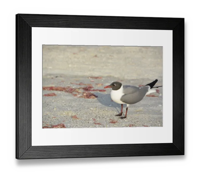 Framed Print : A Laughing Gull (Leucophaeus Atricilla) is on Indian Rocks Beach