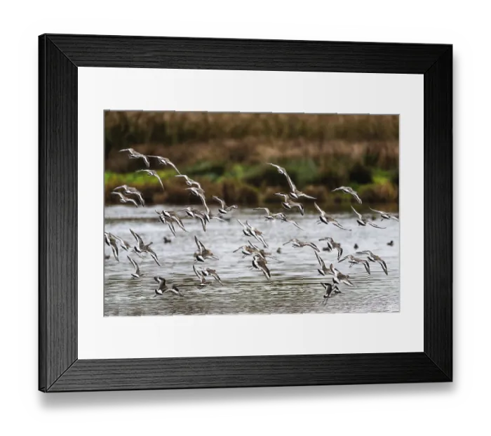 Framed Print : Black-tailed Godwits, Limosa limosa Framed Print : Black-tailed Godwits, Limosa limosa
