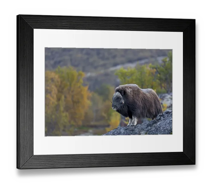 Framed Print : Musk oxen (Ovibos moschatus) Framed Print : Musk oxen (Ovibos moschatus)