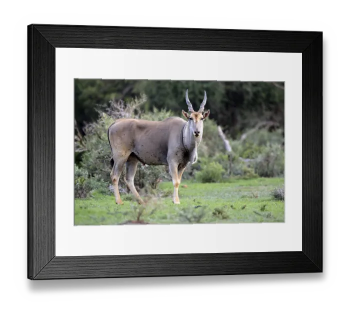 Framed Print : Eland (Taurotragus oryx), adult Framed Print : Eland (Taurotragus oryx), adult