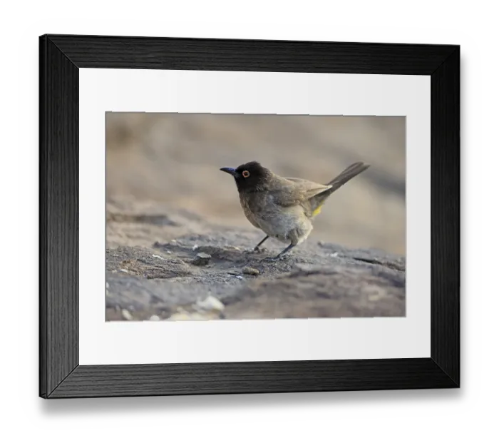 Framed Print : Fire-eyed Bulbul (Pycnonotus nigricans) Framed Print : Fire-eyed Bulbul (Pycnonotus nigricans)