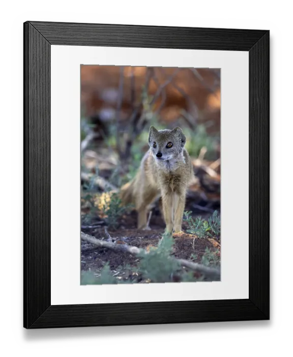 Framed Print : Fox mongoose (Cynictis penicillata)