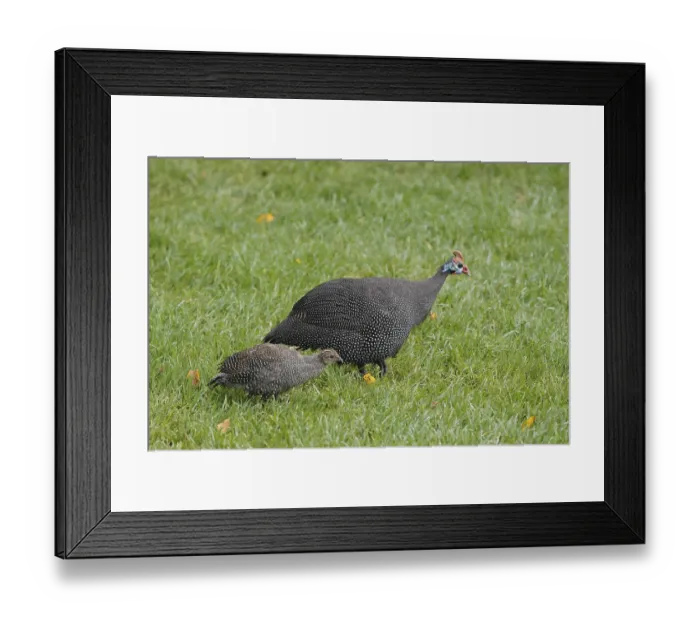Framed Print : Helmeted guinea fowl (Numida meleagris)