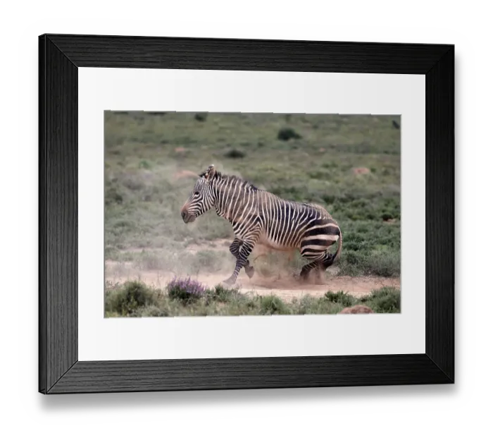Framed Print : Cape Mountain Zebra (Equus zebra) Framed Print : Cape Mountain Zebra (Equus zebra)