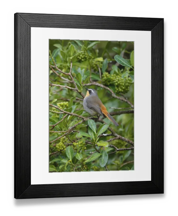 Framed Print : Cape Robin (Cossypha caffra), adult