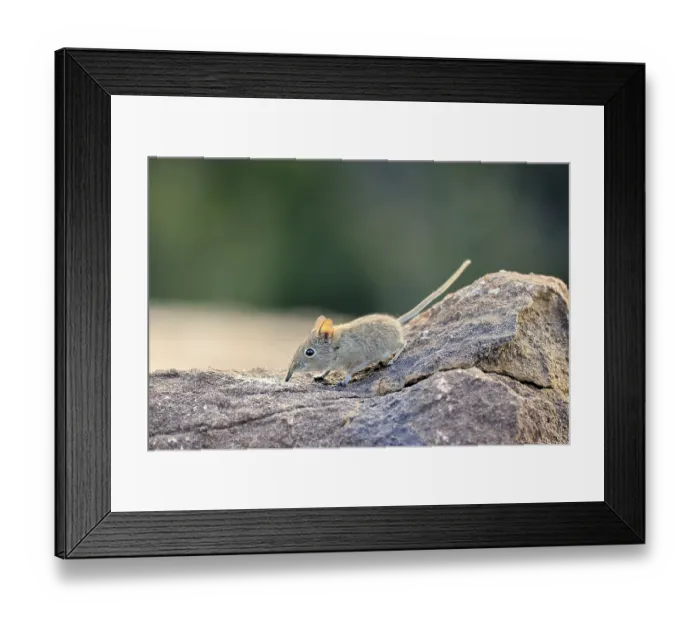 Framed Print : Short-eared Trunked Shrew (Macroscelides probosideus)