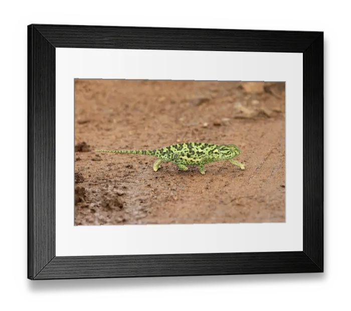 Framed Print : Lappet-faced chameleon (Chamaeleo dilepsis)