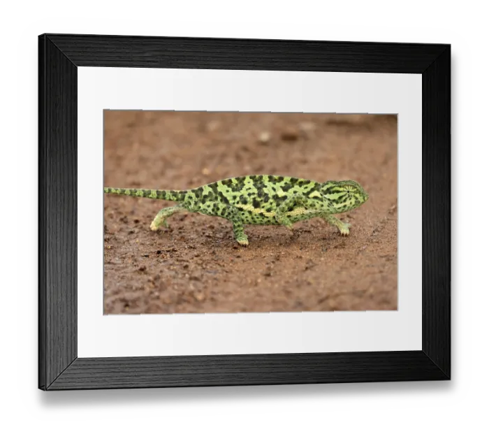 Framed Print : Lappet-faced chameleon (Chamaeleo dilepsis) Framed Print : Lappet-faced chameleon (Chamaeleo dilepsis)