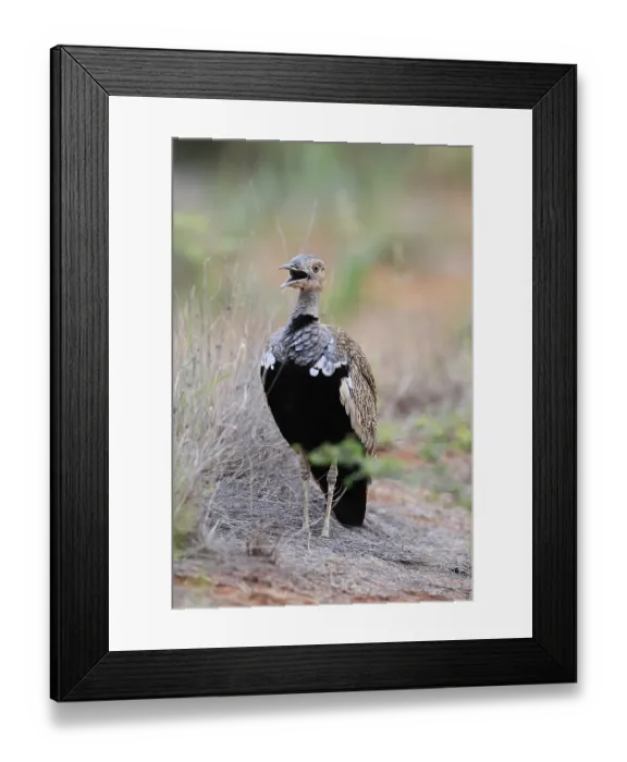 Framed Print : Red-crested Bustard (Lophotis ruficrista)