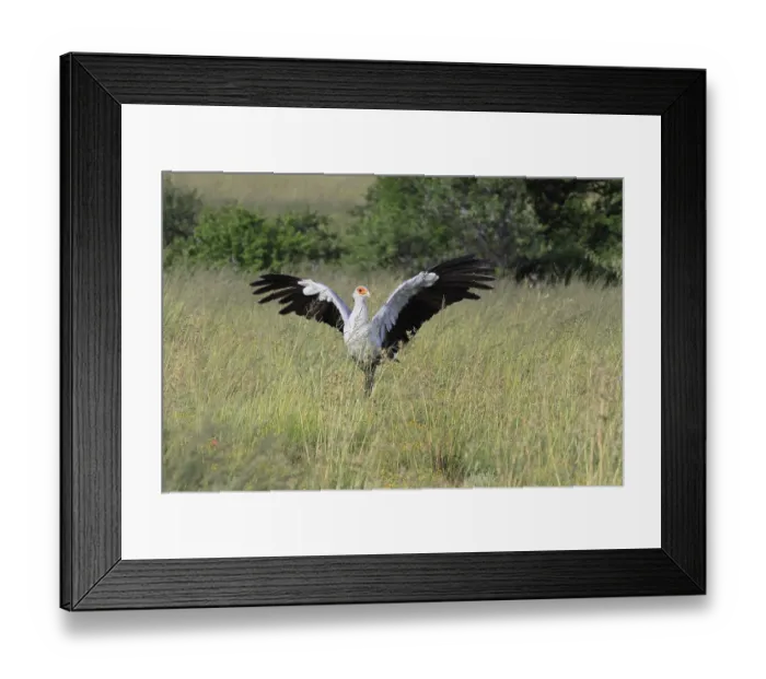 Framed Print : Secretary (Sagittarius serpentarius)
