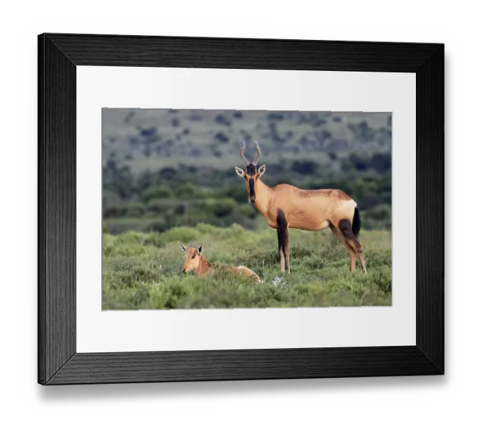 Framed Print : Red hartebeest (Alcelaphus buselaphus caama) Framed Print : Red hartebeest (Alcelaphus buselaphus caama)
