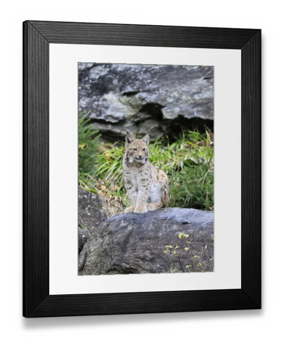 Framed Print : Carpathian lynx (Lynx lynx carpathicus)