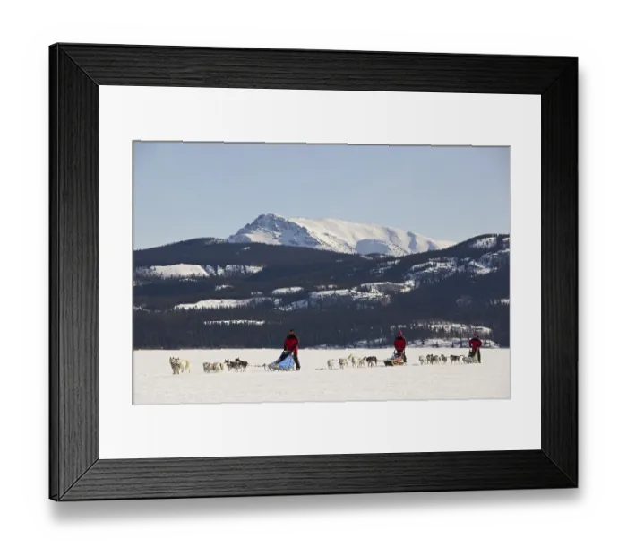Framed Print : Three men, mushers running, driving a dog sled