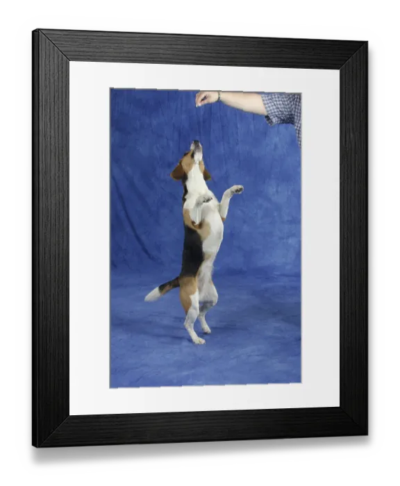 Framed Print : Beagle, bitch