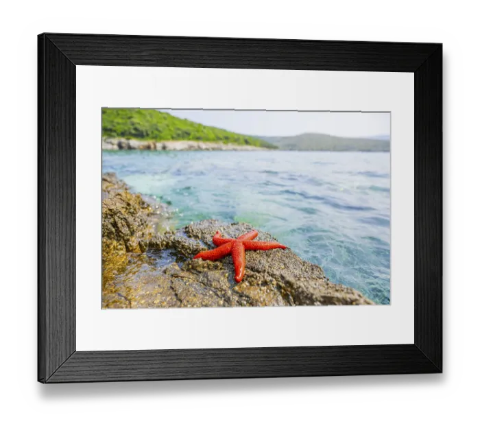 Framed Print : Red Starfish (Echinaster sepositus)