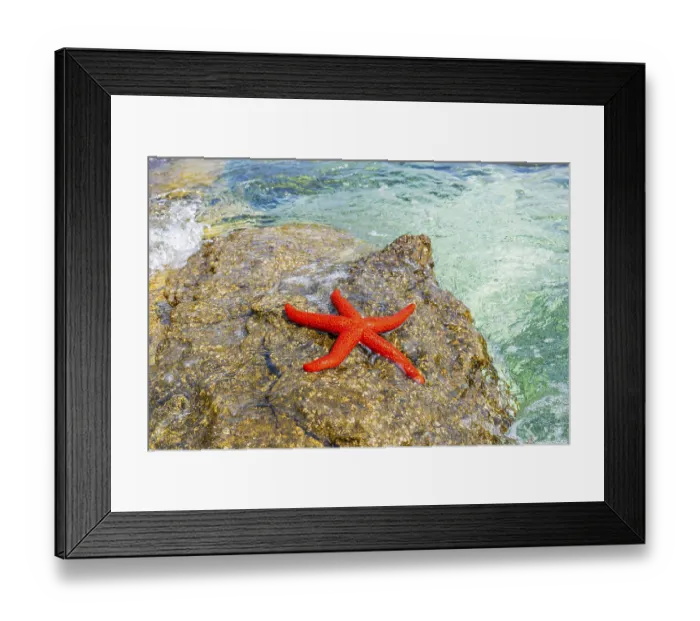 Framed Print : Red Starfish (Echinaster sepositus) Framed Print : Red Starfish (Echinaster sepositus)