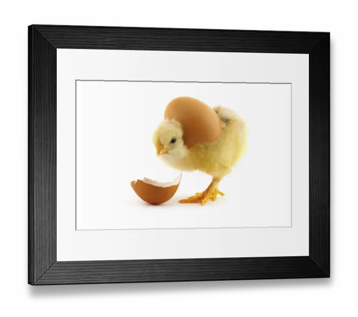 Framed Print : The yellow small chick with egg isolated on a white background