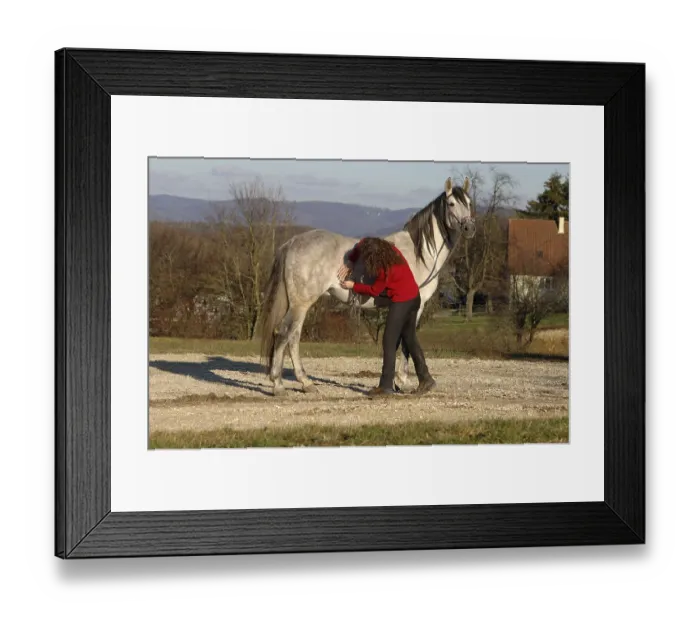 Framed Print : Lymphatic drainage on the stallion