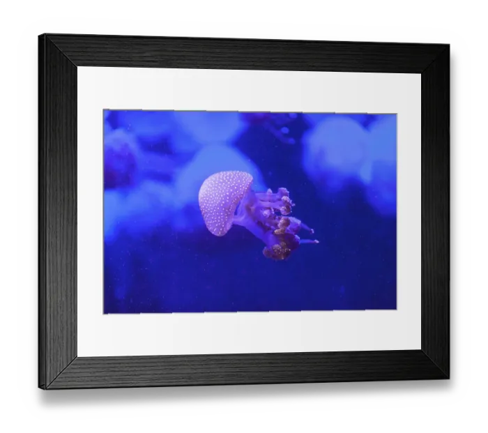 Framed Print : Australian spotted jelly, Phyllorhiza punctata Framed Print : Australian spotted jelly, Phyllorhiza punctata