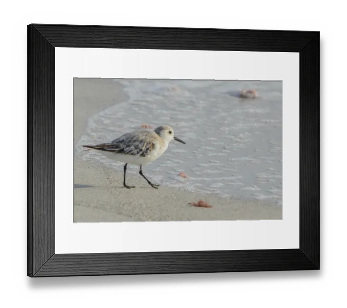 Framed Print : A sanderling (calidris alba) on the beach of the Gulf of Mexico in Florida Framed Print : A sanderling (calidris alba) on the beach of the Gulf of Mexico in Florida
