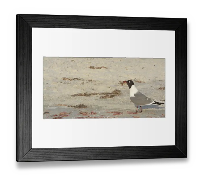 Framed Print : A Laughing Gull (Leucophaeus Atricilla) on Indian Rocks Beach