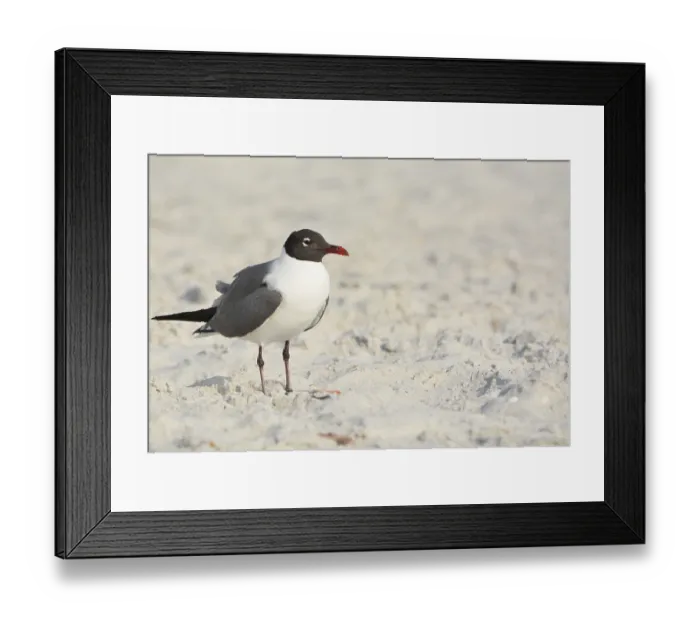 Framed Print : A Laughing Gull (Leucophaeus Atricilla) on Indian Rocks Beach Framed Print : A Laughing Gull (Leucophaeus Atricilla) on Indian Rocks Beach