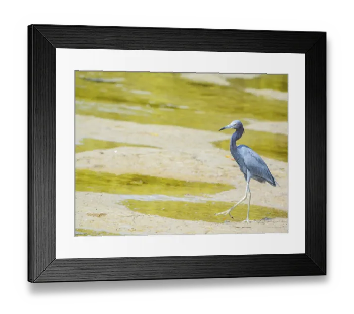 Framed Print : A Little Blue Heron (Egretta caerulea) at the Lemon Bay Aquatic Reserve in Cedar Point Environmental Park