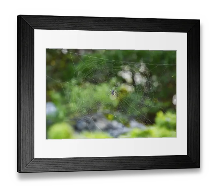 Framed Print : European garden spider (Araneus diadematus) hanging on a spider web at eveing on the island of Cres