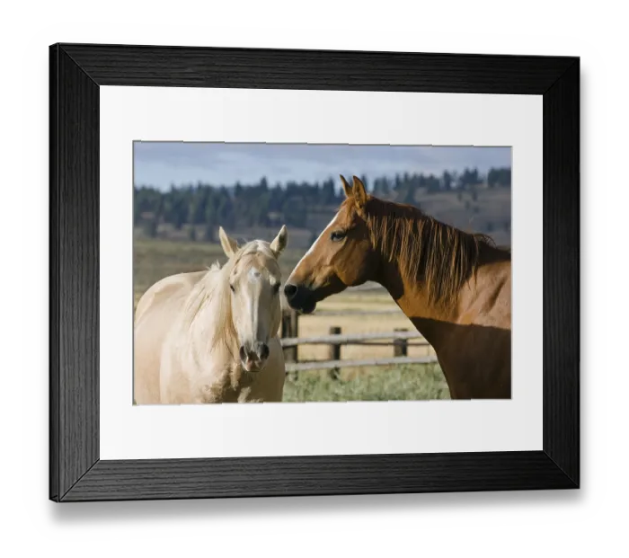 Framed Print : Horses in wildwest Oregon, USA