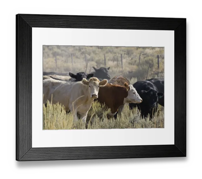Framed Print : Cattle on farmland, Oregon, USA Framed Print : Cattle on farmland, Oregon, USA