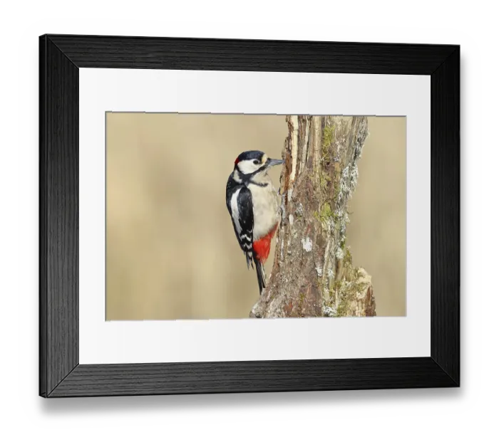 Framed Print : Great spotted woodpecker (Dendrocopos major)