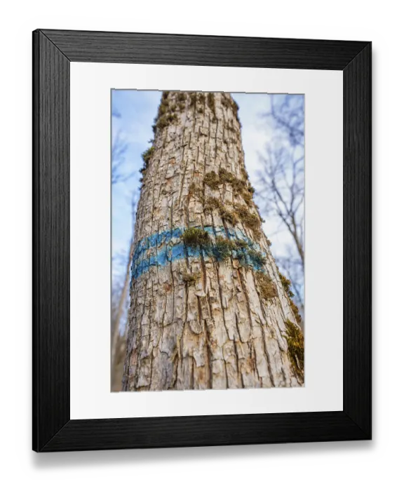 Framed Print : Close-up of tree bark with blue markings and moss