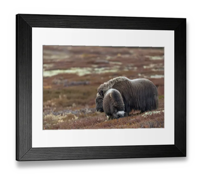 Framed Print : A musk ox bull (Ovibos moschatus) has joined a calf
