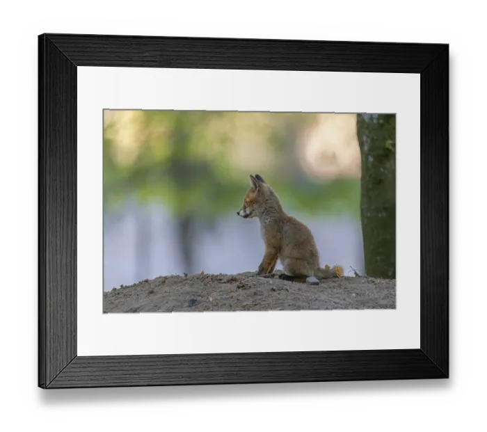 Framed Print : After half an hour, the red fox cubs (Vulpes vulpes) slowly calm down and often cuddle up together in pairs and sleep