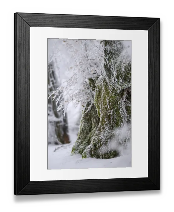 Framed Print : Old beech trees (Fagus sylvatica) covered with hoar frost