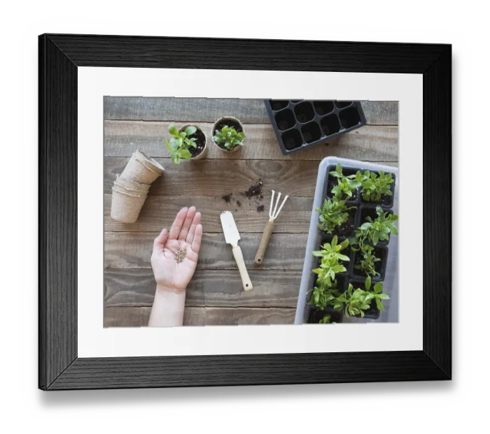 Framed Print : Hand holding seeds with gardening tools and young plants on a wooden table