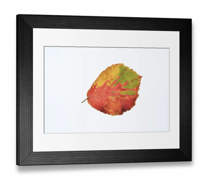 Framed Print : Persian ironwood (Parrotia persica)